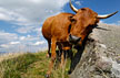 Montagne et Crêtes vosgiennes - Vache Salers au Petit Ballon