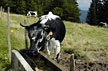 Montagne et Crêtes vosgiennes - Vaches vosgiennes en estive