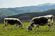 Montagne et Crêtes vosgiennes - Vaches vosgiennes en estive