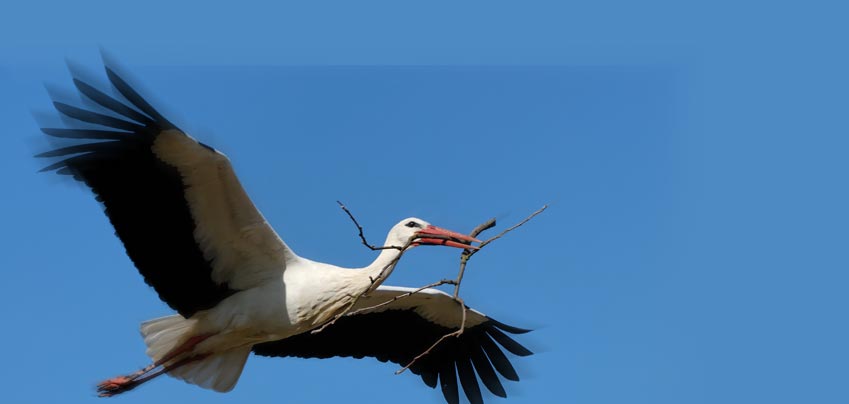 De nombreuses activités sont possibles à proximité du Tilleul Elfique pour passer de bons moments en famille (Cigoland, Vivarium du Moulin, Europapark...)