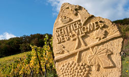 Découverte du vignoble alsacien, route des vins